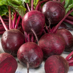 Red beetroot 'Betina' - 500 grams - professional seeds for everyone