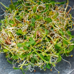 Sprouting seeds - Mesclun salad mix with rocket (arugula)