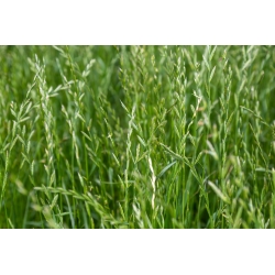 Flerårig raigras 4N 'Calibra' for beite - 5 kg; Engelsk raigras, vinterryegrass, ray grass - 
