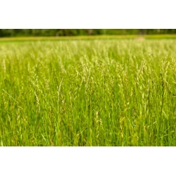 Ray-grass vivace 4N &#39;Calibra&#39; pour pâturages - 5 kg; Ray-grass anglais, ray-grass d&#39;hiver, ray grass - 