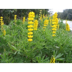 Annual yellow lupin 'Mister' - 5 kg