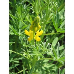 Annual yellow lupin 'Amber' - 5 kg