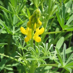 Yellow lupin "Bursztyn" - 10 kg; annual yellow-lupin, European yellow lupin