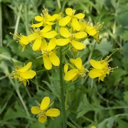 Winter field mustard - 5 kg
