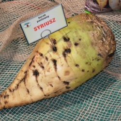 Monogerm fodder beet 'Sirius' - coated seeds - 0.25 kg
