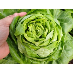 Butterhead lettuce 'Asia'