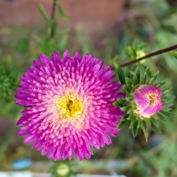 Aster chinês rosa &quot;Zorza (Aurora)&quot; - 