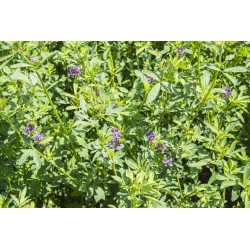Alfalfa, Luzerne „Felsy” - 1 kg