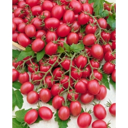 Biji tomat Raspberry Red Hood - Lycopersicon lycopersicum - Lycopersicon esculentum Mill