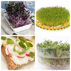Sprouting seeds - Vitamin-D-rich sprouts - 3-piece set + sprouter with 3 trays