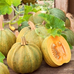 Squash 'Danka Polka' - for seeds - 500 grams; pumpkin
