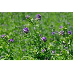 Alfalfa “Gea” - semená potiahnuté Rhizobium - 0,5 kg; lucerna - 