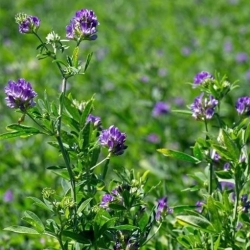 Alfalfa Gea - coated seeds with Rhizobium - 0.5 kg; lucerne