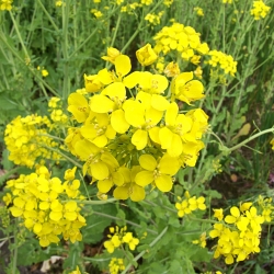Field mustard "Perko" PVH - 1 kg