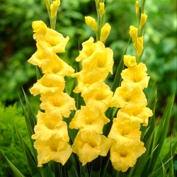 Gladiolus 'Joyeuse Entree' - 5 bulbs