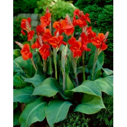 Canna lily - President
