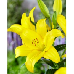 Yellow-flowered tree lily