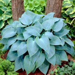 Hosta 'Canadian Blue'; plantain lily, giboshi