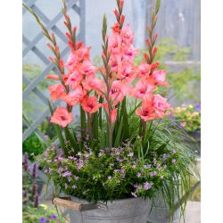 Gladiolus &#39;Whitney&#39; - 5 sipulia