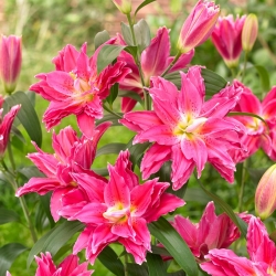 Crin oriental cu flori duble - Roselily Julia - aroma cerească!