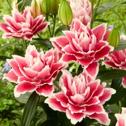 Double oriental lily 'Roselily Samantha' - beautiful fragrance!
