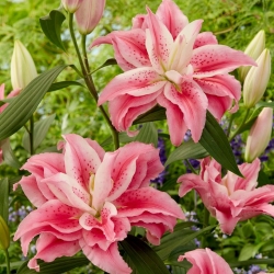 Kaksinkertainen itämainen lilja 'Roselily Clarissa' - kaunis tuoksu! - 