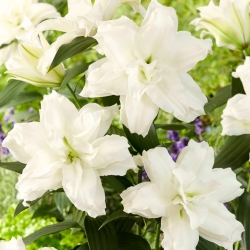 Двойна ориенталска лилия 'Roselily Dejima' - красив аромат!