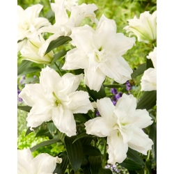 Kaksinkertainen itämainen lilja 'Roselily Dejima' - kaunis tuoksu! - 