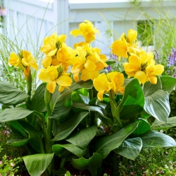 Canna lily - onnellinen Emily - 