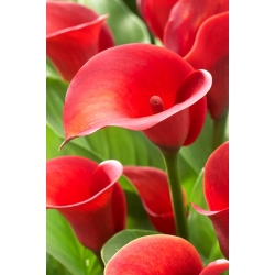 Arum lily &#39;punainen hälytys&#39;; calla, calla lily - 