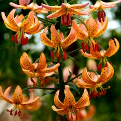 Martagon lily 'Orange'; Turk's cap lily