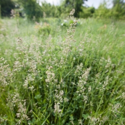 Kentucky bluegrass Marauder - 5 kg; glat eng-græs, almindeligt eng-græs - 