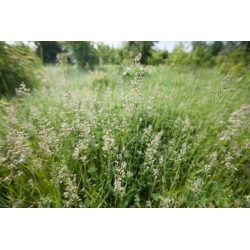 Kentukio melsvoji žolė Marauder - 5 kg; lygi pievinė žolė, paprastoji pievinė žolė - 