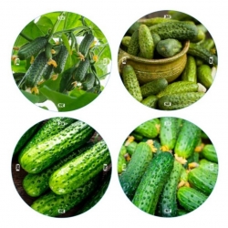 Twist-off jar lids (6 lugs) - cucumber pickle mix - Ã¸ 82 mm