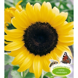 Tall single-flowered ornamental sunflower