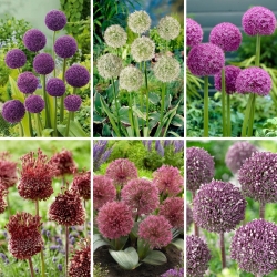 M-sized set - 6 ornamental onion and garlic bulbs selection of 6 most beautiful varieties