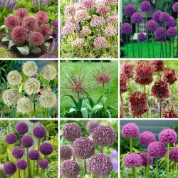 L-sized set - 9 ornamental onion and garlic bulbs selection of 9 most beautiful varieties