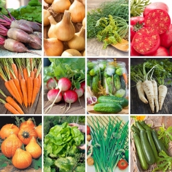 XXL sett - 12 grønnsaksplanter, en samling av velprøvde, pålitelige varianter - 