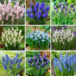 L-sized set - 75 grape hyacinth bulbs, selection of 9 most beautiful varieties