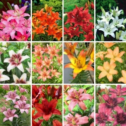 XL sett - 12 løker av asiatiske liljer, utvalg av de vakreste variantene