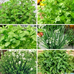 Kitchen herbs - Large set - seeds of 6 herbs