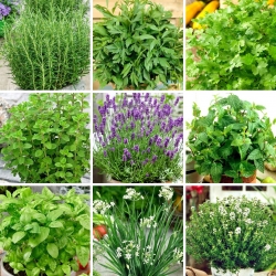 Kitchen herbs - Extra-large set - seeds of 9 herbs