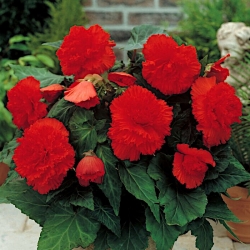 Begonia Fimbriata - Rood - pakket van 2 stuks