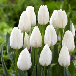 "Ice Cap" tulip - 50 bulbs