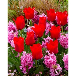Червоний тюльпан і рожевий набір гіацинтів - 40 шт - 