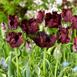 Tulipa 'Noite Congelada' - 50 bulbos