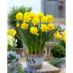 "Double Sunrise" double daffodil - 50 bulb package
