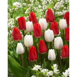 Tulipanes blancos y rojos - paquete grande! - 50 pcs - 