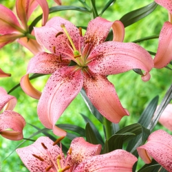 "Morpho Pink" asiatisk lilja - 