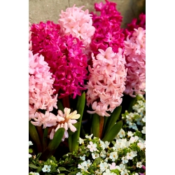 Set hyacinth merah jambu - 24 pcs - 